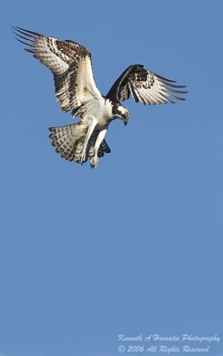 Osprey 074.jpg