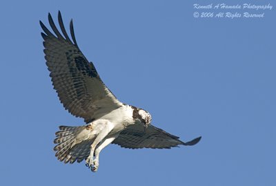 Osprey 075.jpg