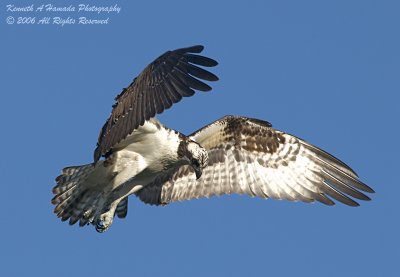 Osprey 076.jpg