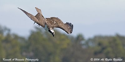 Osprey 077.jpg