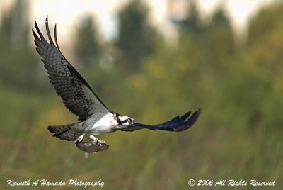 Osprey 078.jpg