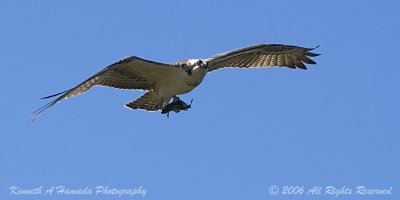 Osprey 079.jpg
