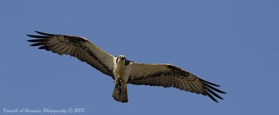 Osprey 133.jpg