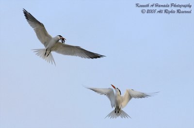 Terns  051.jpg