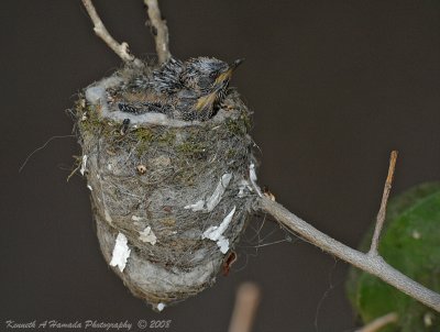 Hummer 026.jpg