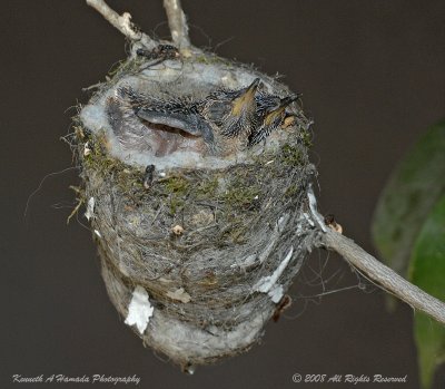 Hummer 027.jpg