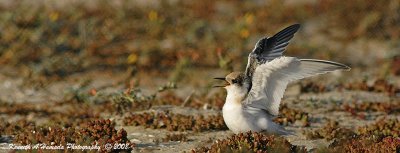 Least Tern 008.jpg