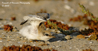 Least Tern 009.jpg