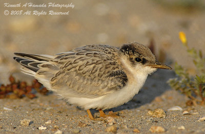Least Tern 010.jpg