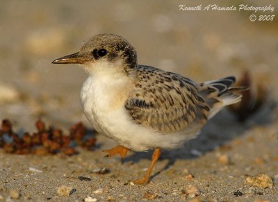 Least Tern 011.jpg