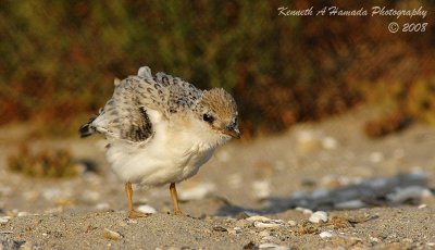 Least Tern 012.jpg
