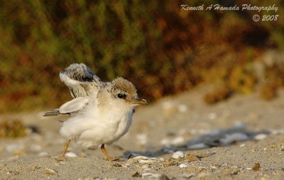 Least Tern 013.jpg