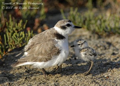 Snowy Plover 003.jpg