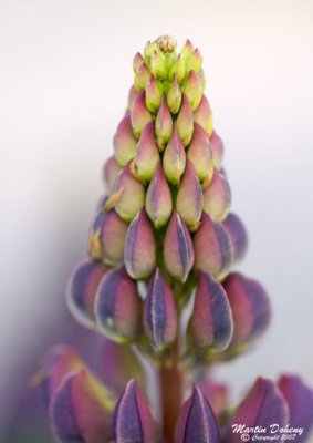 Plants & Flowers