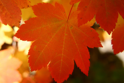Oregon Fall Colors