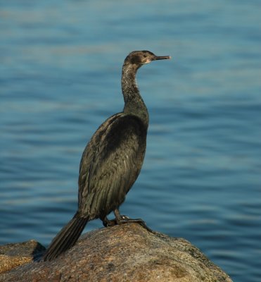 Double crested cormorant at Kitsilano