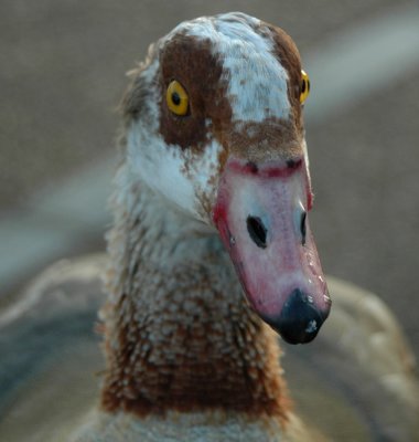 Beady eyes