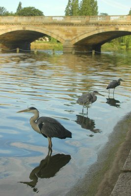 The Heron family