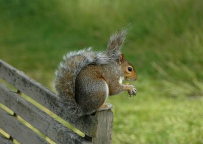 Squirrel posing