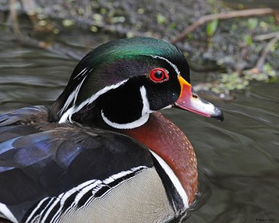 20080508 172 Wood Duck (Male).jpg