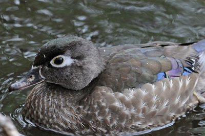 20080508 226 Wood Duck (female).jpg