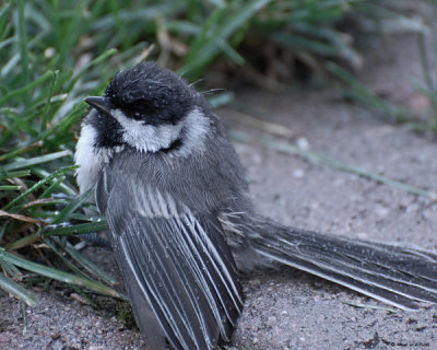 20080622 200 090 Chickadee SERIES.jpg