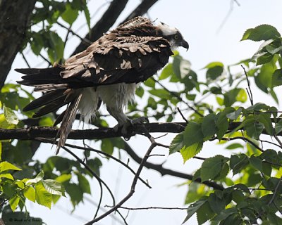 20080720- D300 098 Osprey.jpg