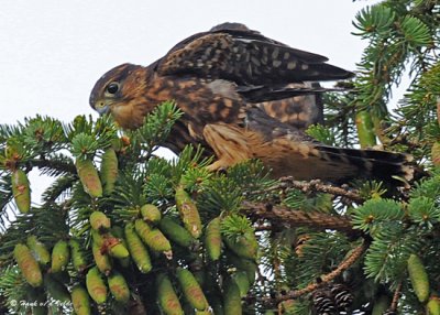 20080730- D300 131 Merlins Juv.jpg