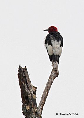 20080728- D300 037 Red-headed Woodpecker.jpg