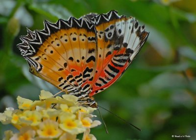 20081007 116 Butterfly, Leopard Lacewing SERIES.jpg