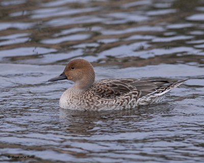 20071031 130 Northern Pintail (female).jpg