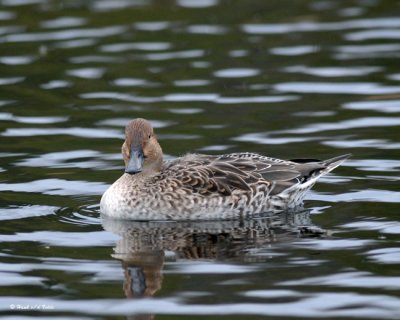 20071031 139 Northern Pintail (female).jpg