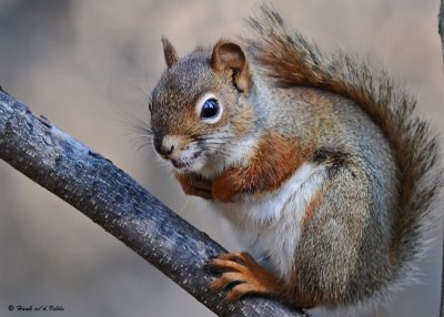 20081108 036 Red Squirrel SERIES.jpg