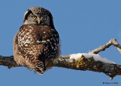 20081208 671 Northern Hawk Owl.jpg