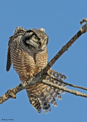 20081208 210 Northern Hawk Owl.jpg