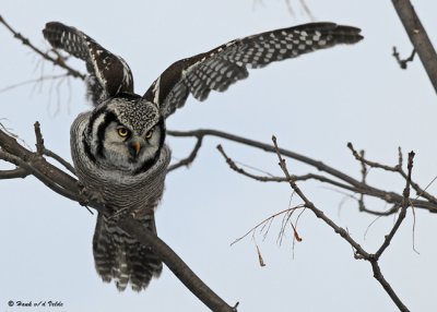 20081216 252 Northern Hawk Owl SERIES.jpg