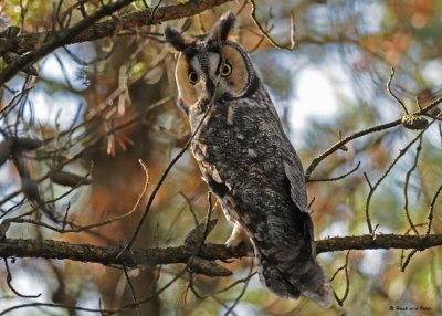 20091019 027 Long-eared Owl.jpg