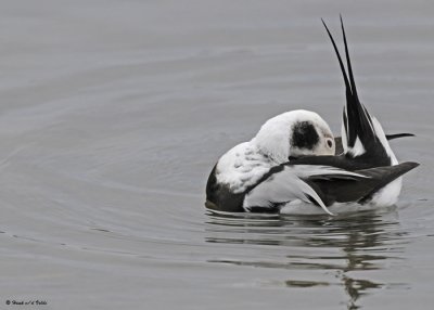 20091021 087 Long-tailed Duck.jpg