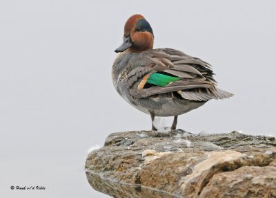 20091030 306 Green-winged Teal (M).jpg