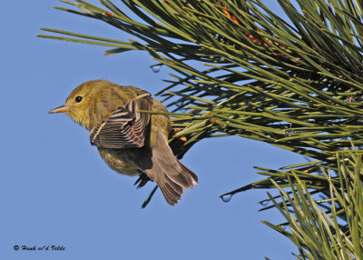 20091112 193 Blackpoll Warbler.jpg