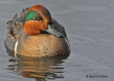 20091114 326 Green-winged Teal (M).jpg