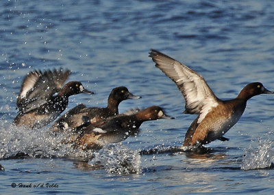 20091118 052 Scaup3.jpg