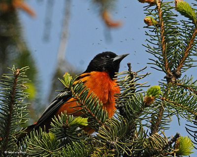 20080520 006 Baltimore Oriole.jpg