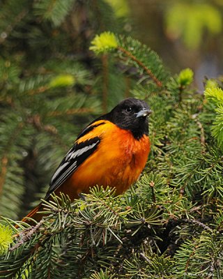 20080520 012 Baltimore Oriole.jpg