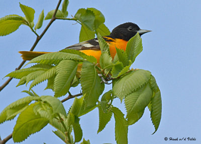 Orioles