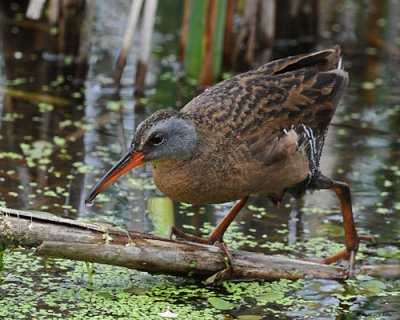 20080604 072 Virginia Rail.jpg