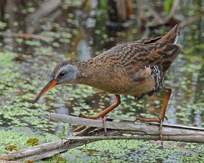 20080604 077 Virginia Rail.jpg