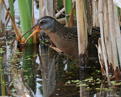 20080604 092 Virginia Rail.jpg