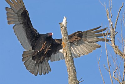 20080501 041 Turkey Vulture.jpg