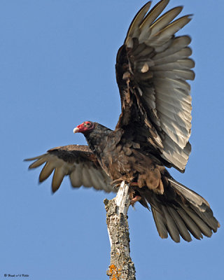 20080501 063 Turkey Vulture.jpg